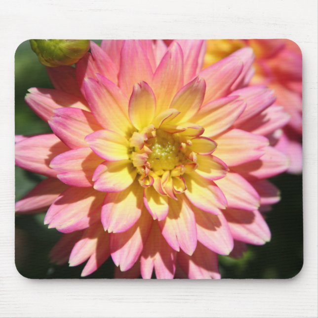 Hett gult rosa Dahlia Flower Musmatta (Framsidan)