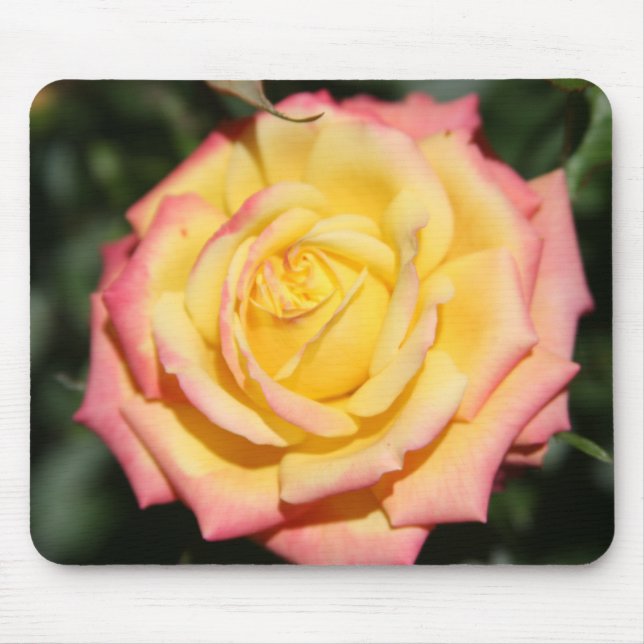 Hett gult rosa ros Flower Musmatta (Framsidan)