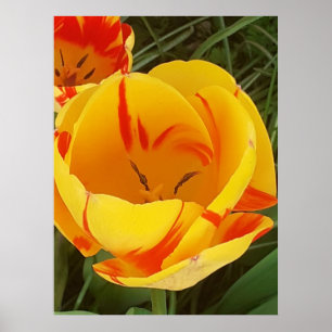 Hett Gult Tulip Poster