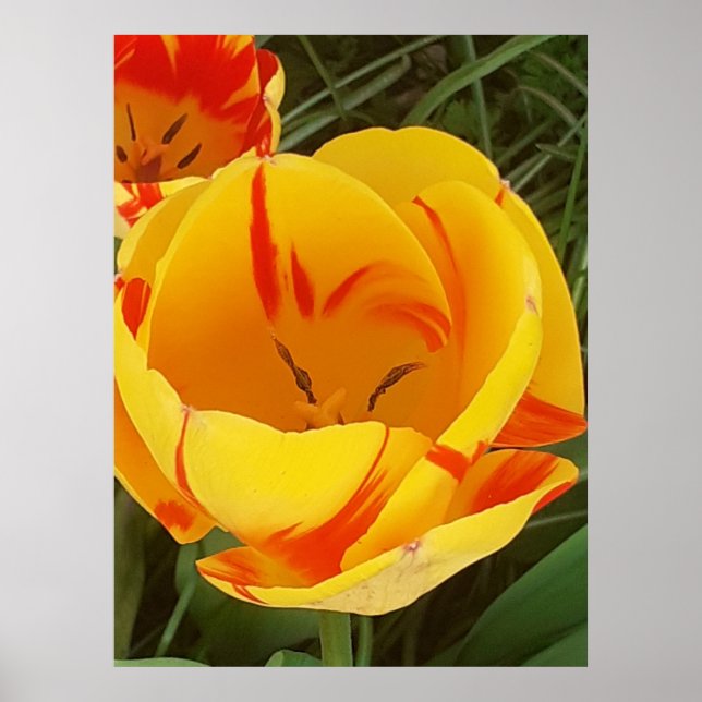 Hett Gult Tulip Poster (Framsidan)