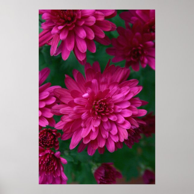 Hett Morsa! Poster (Framsidan)