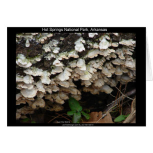 Hett Spings nationalpark, Arkansas Träd Fungus Hälsningskort