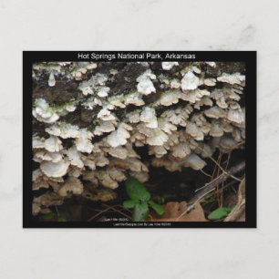 Hett Spings nationalpark, Arkansas Träd Fungus Vykort