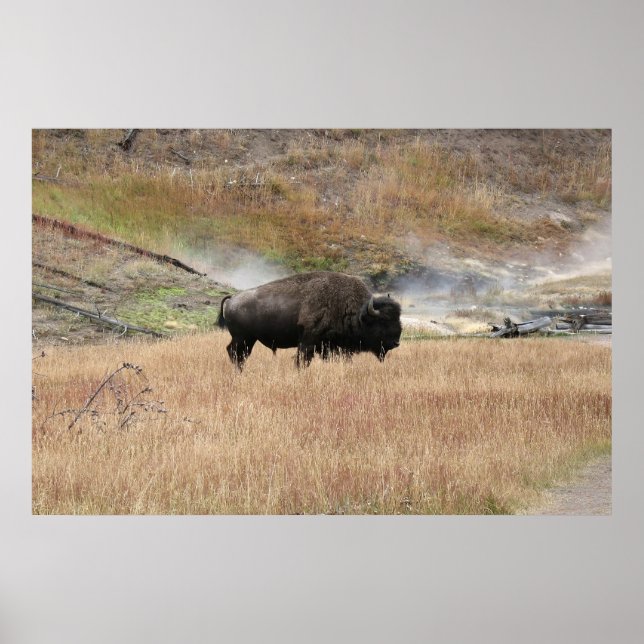 Hett Vår Bison Poster (Framsidan)