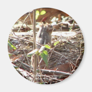 Hett Vår Mountain, Arkansas Chipmunk Gifts Magnet