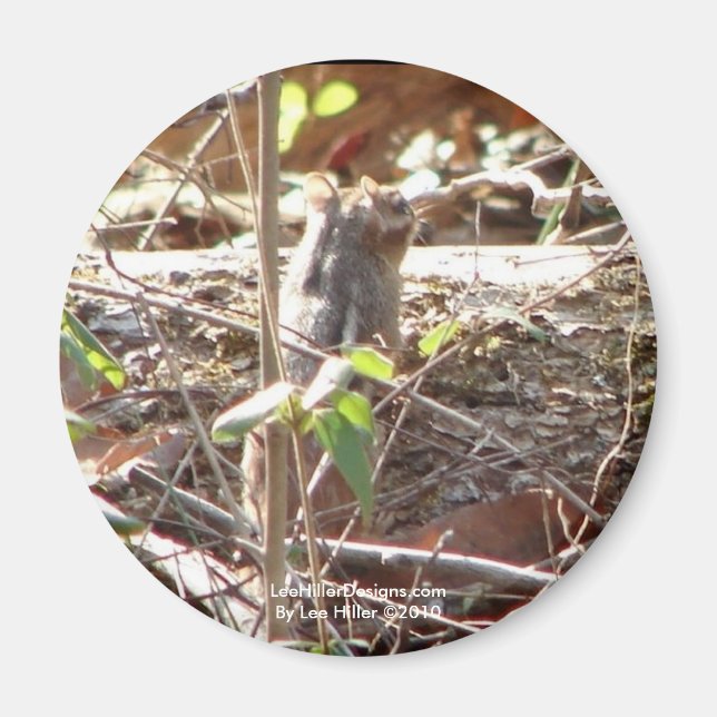 Hett Vår Mountain, Arkansas Chipmunk Gifts Magnet (Framsidan)