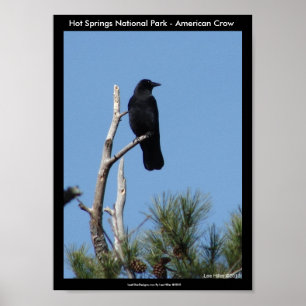 Hett Vår nationalpark, AR - Amerikanska Kråkan Poster