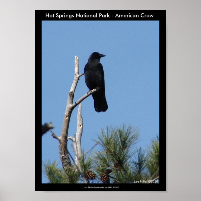 Hett Vår nationalpark, AR - Amerikanska Kråkan Poster (Framsidan)
