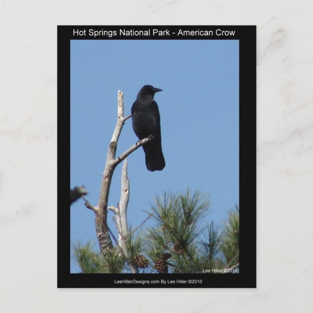 Hett Vår nationalpark, AR - Amerikanska Kråkan Vykort (Framsida)