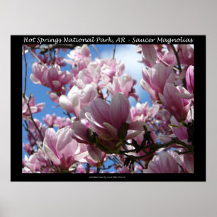 Hett Vår nationalpark AR Saucer Magnoia Poster
