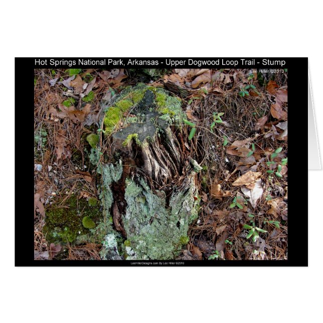 Hett Vår nationalpark, AR Upper Dogwood Loop Hälsningskort (Framsidan Horizontal)