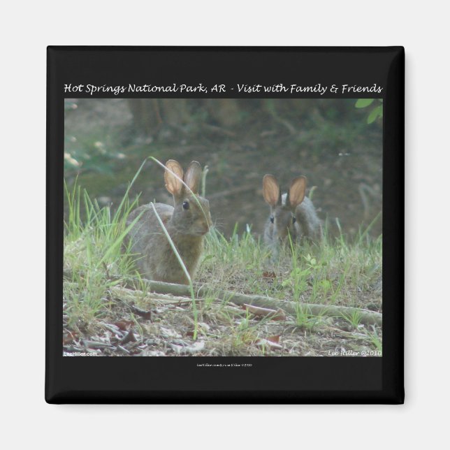 Hett Vår nationalpark, AR Vild Rabbits Gifts Magnet (Framsidan)