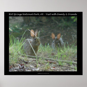 Hett Vår nationalpark, AR Vild Rabbits Gifts Poster