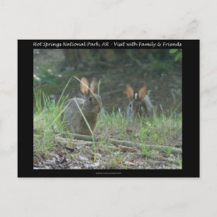 Hett Vår nationalpark, AR Vild Rabbits Gifts Vykort