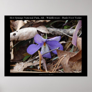 Hett Vår nationalpark, AR Vild Violet Poster