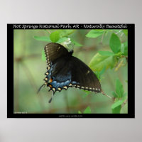Hett Vår nationalpark Swallowtail Butterfly