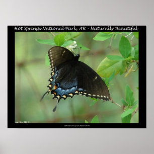 Hett Vår nationalpark Swallowtail Butterfly Poster