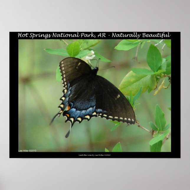 Hett Vår nationalpark Swallowtail Butterfly Poster (Framsidan)