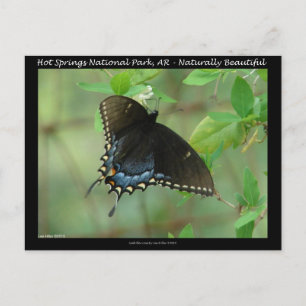 Hett Vår nationalpark Swallowtail Butterfly Vykort