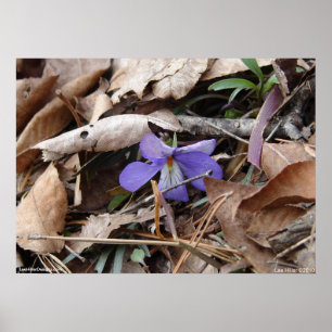 Hett Vår nationalpark Wildblomma av Lee Hiller Poster
