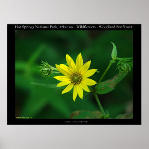 Hett Vår nationalpark Woodland Sunblommor Poster