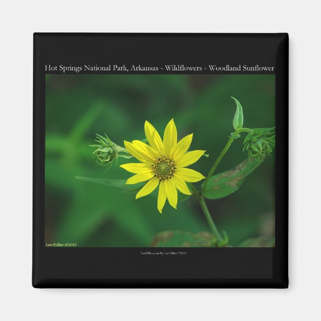 Hett Vår nationalparkens solrosgåvor för skogsbruk Magnet (Framsidan)