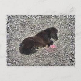 hety Shetland Pony Mini Horse Animal Pets Vykort