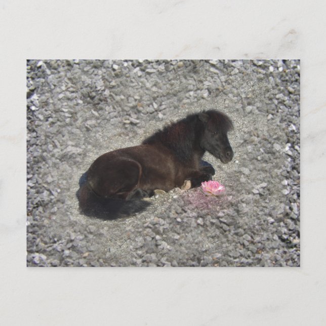 hety Shetland Pony Mini Horse Animal Pets Vykort (Framsida)