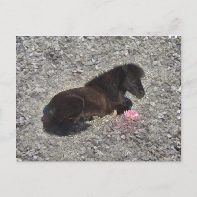 hety Shetland Pony Mini Horse Animal Pets Vykort (Framsida)