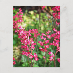 Heuchera i Rosa Vykort