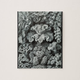 Hexacoralla 69 - Ernst Haeckel 8x10 Pussel
