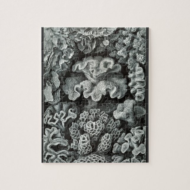 Hexacoralla 69 - Ernst Haeckel 8x10 Pussel (Vertikal)