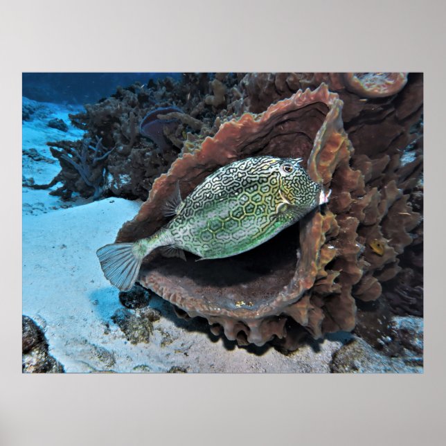 Hexagonal Trunkfish Poster (Framsidan)