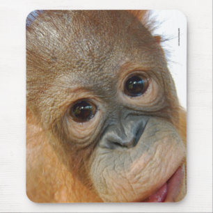 Hey I-förmiddag ett gulligt Orangutanfoto Musmatta