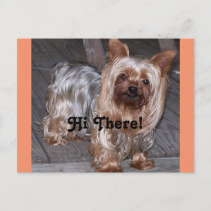 Hi Det Yorkshire Terrier Vykort