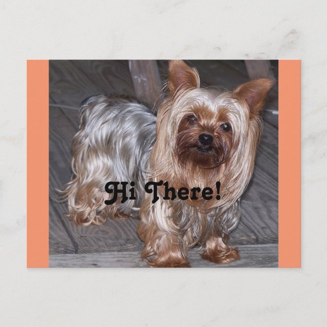 Hi Det Yorkshire Terrier Vykort (Framsida)