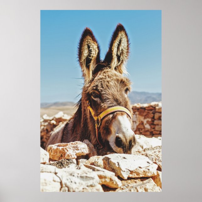 HI DONKEY POSTER (Framsidan)