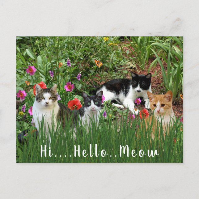 Hi Hej Meow/Cats in the Garden Cute Animal Vykort (Framsida)