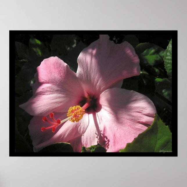 Hi Hibiscus Luscious Shadows Poster Print (Framsidan)