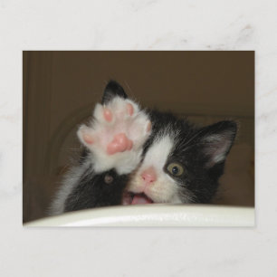 "HI" Kitten vykort