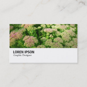 Hi-Phi - 0244 - Sedum "Autumn Joy" Visitkort
