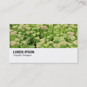 Hi-Phi - 0311 - Sedum (hösten Joy) Visitkort