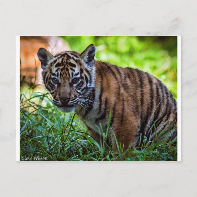 Hi-Res Sumatran Tiger Unge Vykort (Framsida)