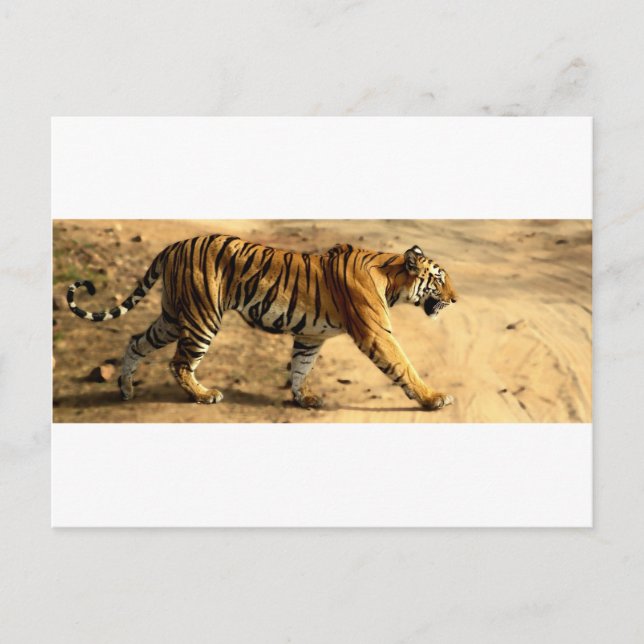 Hi-Res Tigres Stalking Vykort (Framsida)