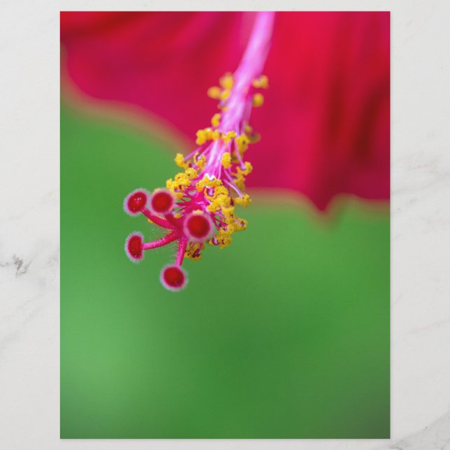 hibiscus (Framsida)