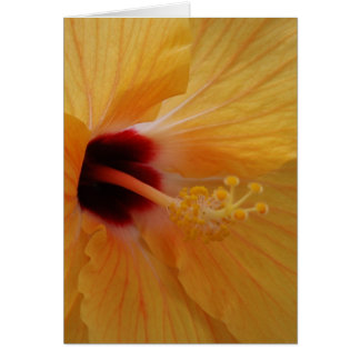 Hibiscus61 Hälsningskort