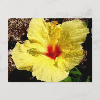 hibiscus 11 vykort