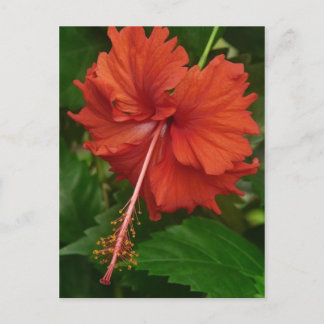 hibiscus 14 vykort