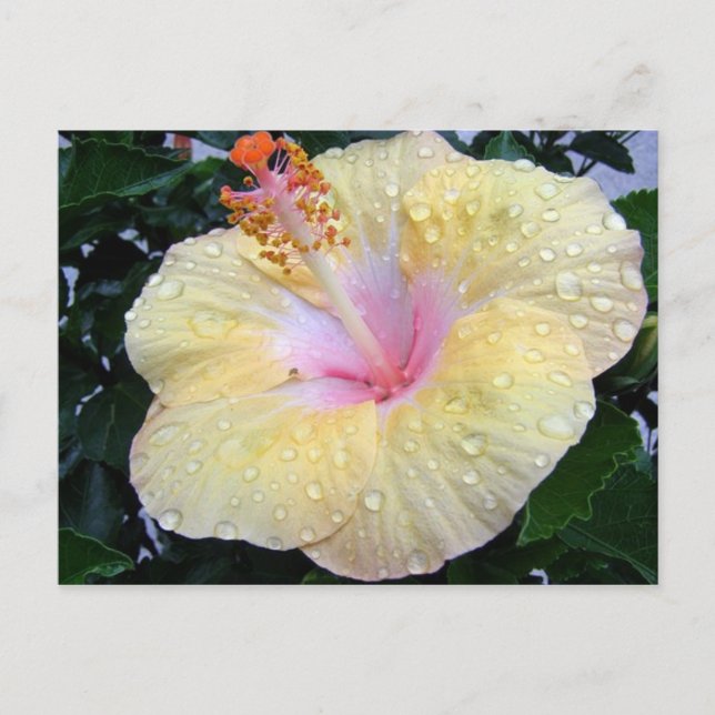 hibiscus 16 vykort (Framsida)