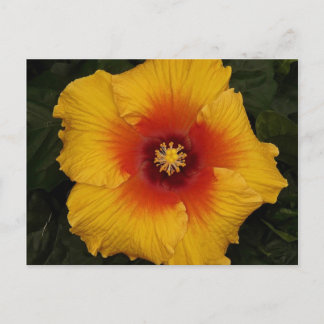 hibiscus 18 vykort